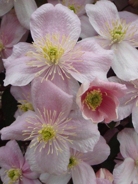 Clematis montana 'Tetrarose' fleur